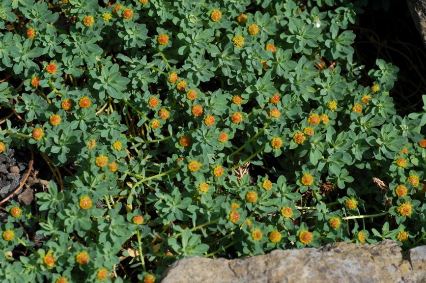 Euphorbia capitulata - Krypvortemelk