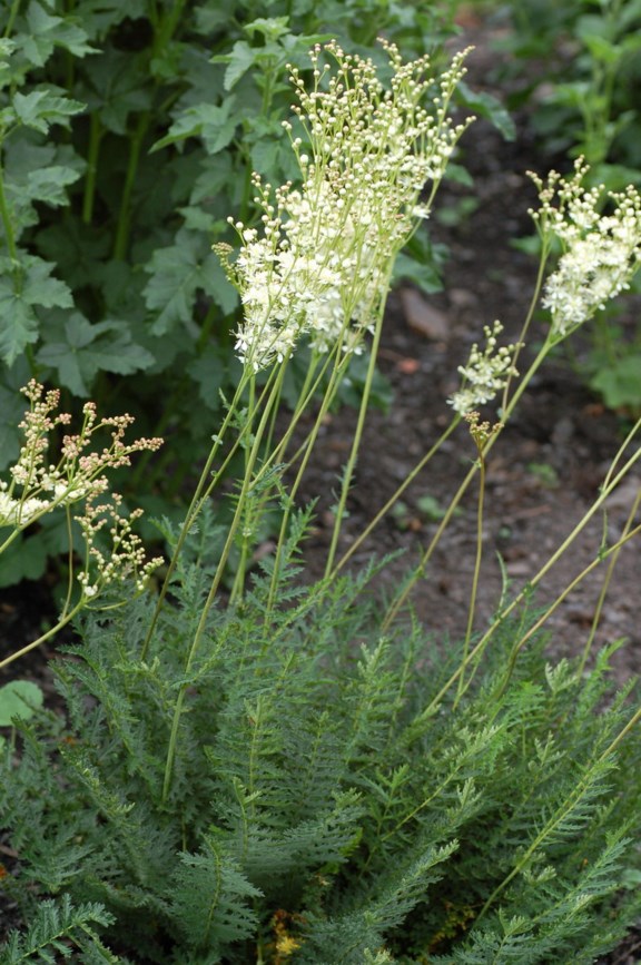 Filipendula vulgaris - Knollmjødurt, Dropwort