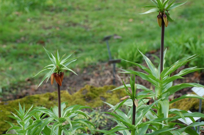 Fritillaria imperialis 'Rubra' - Keiserkrone