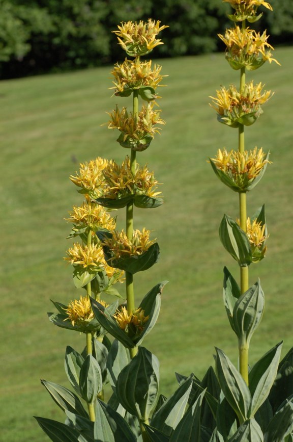 Gentiana lutea - Gulsøte, Yellow Gentian