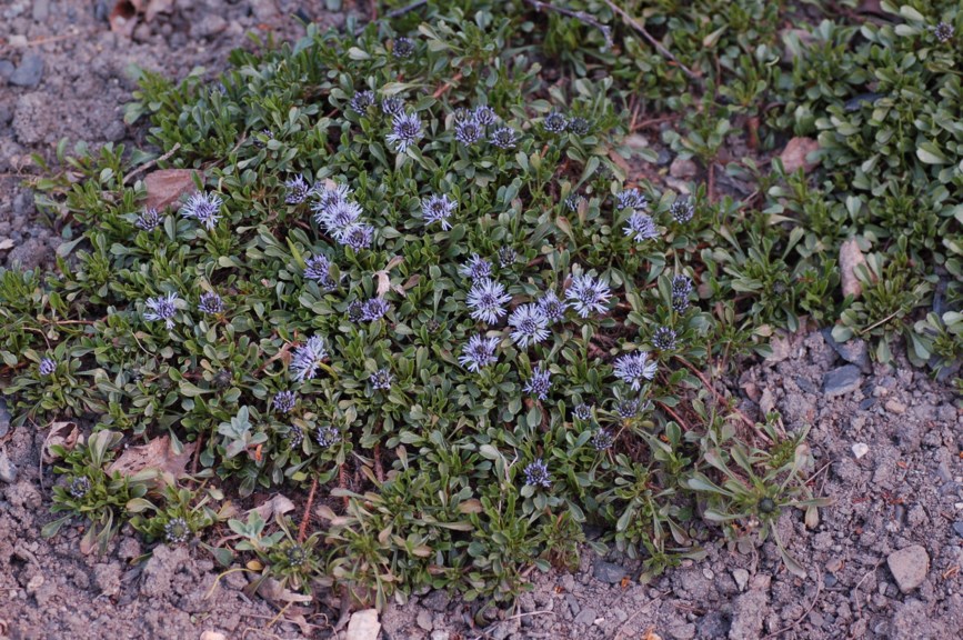 Globularia cordifolia - Hjertekuleblom