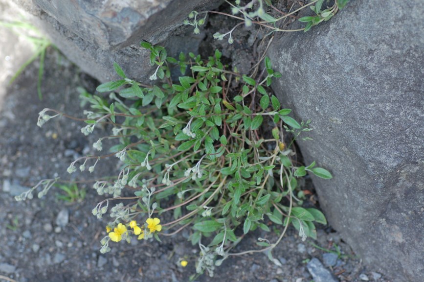 Helianthemum canum - Grå solrose