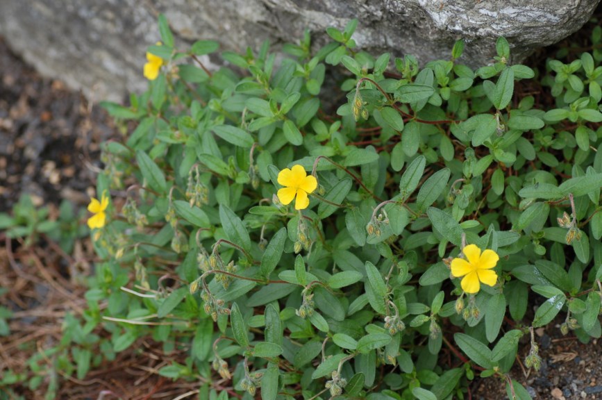 Helianthemum nummularium subsp. grandiflorum - Stor solrose