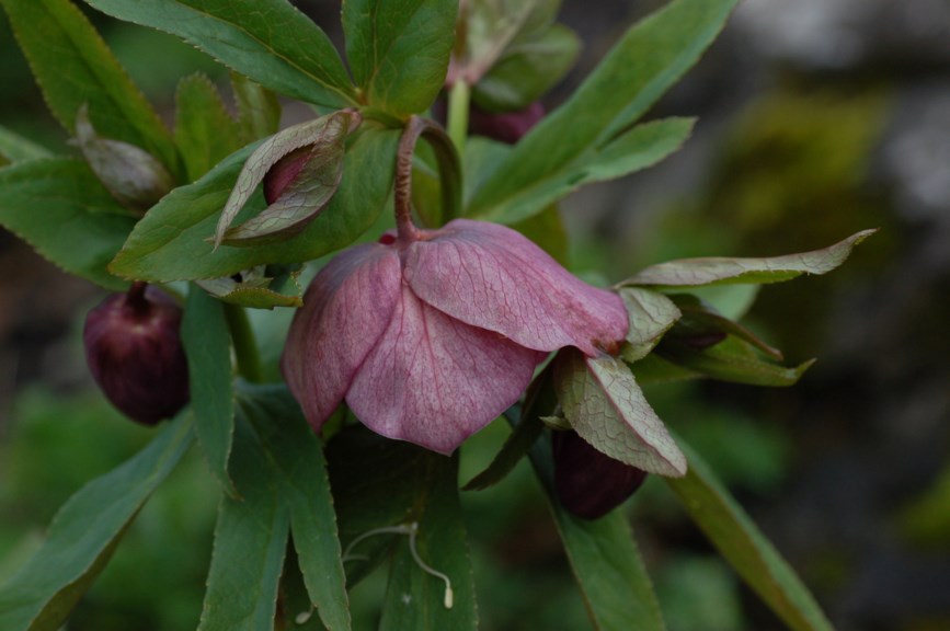 Helleborus orientalis - Orientjulerose, Lenten Rose