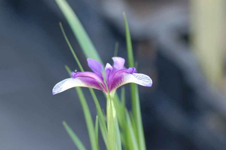 Iris graminea - Gressiris, German iris