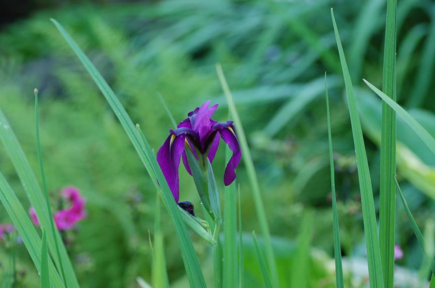Iris ensata - Sverdiris, Japanese Water Iris