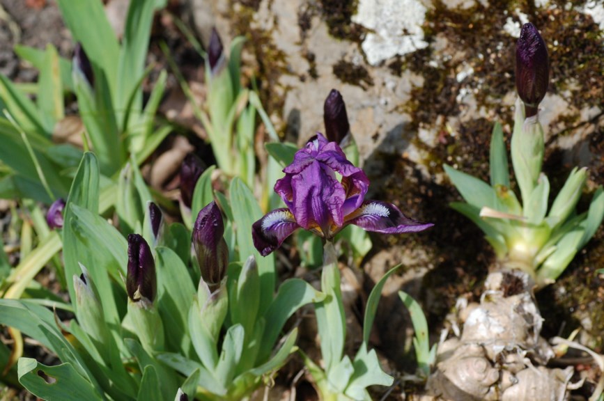Iris pumila - Dvergiris, Dwarf Iris