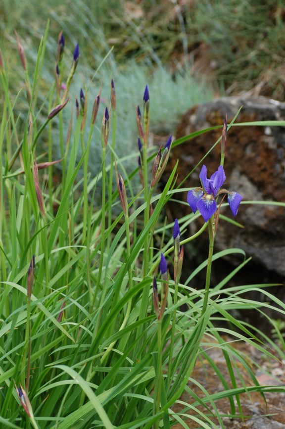 Iris sanguinea - Orientiris