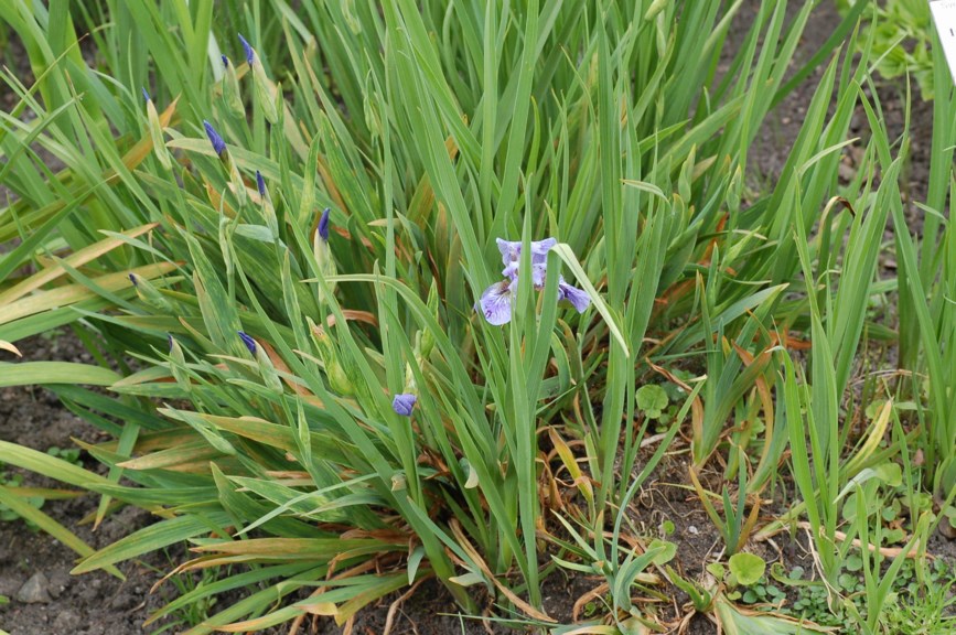 Iris setosa var. canadensis