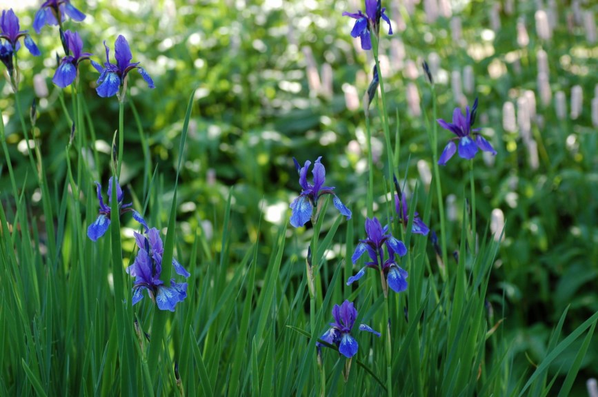 Iris sibirica var. cabardense - Sibiriris