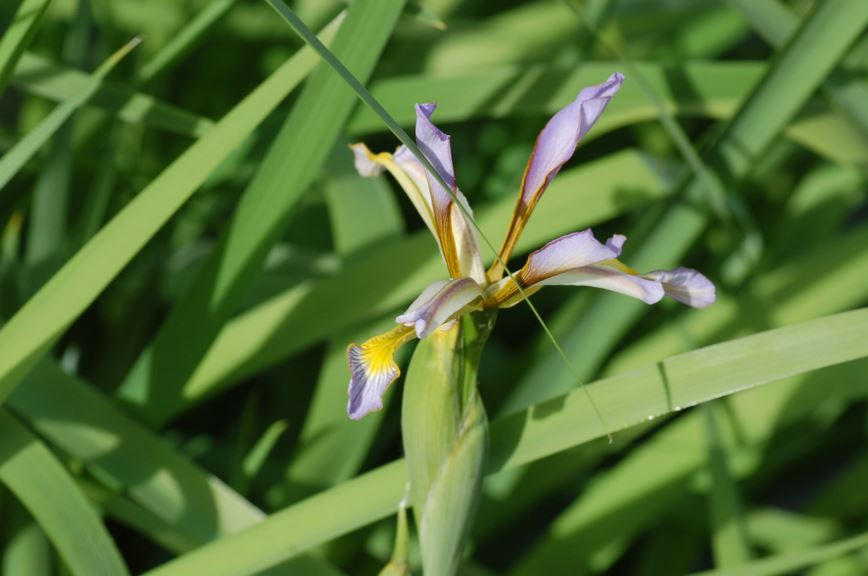 Iris spuria subsp. halophila - Saltiris