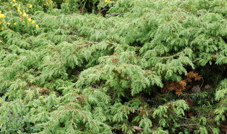 Juniperus communis subsp. nana - Fjelleiner