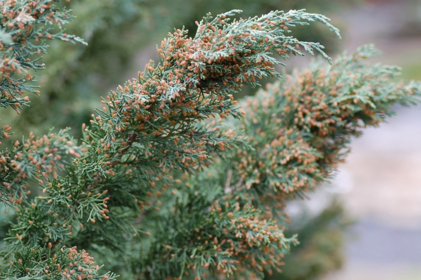 Juniperus chinensis var. sargentii - Sargenteiner