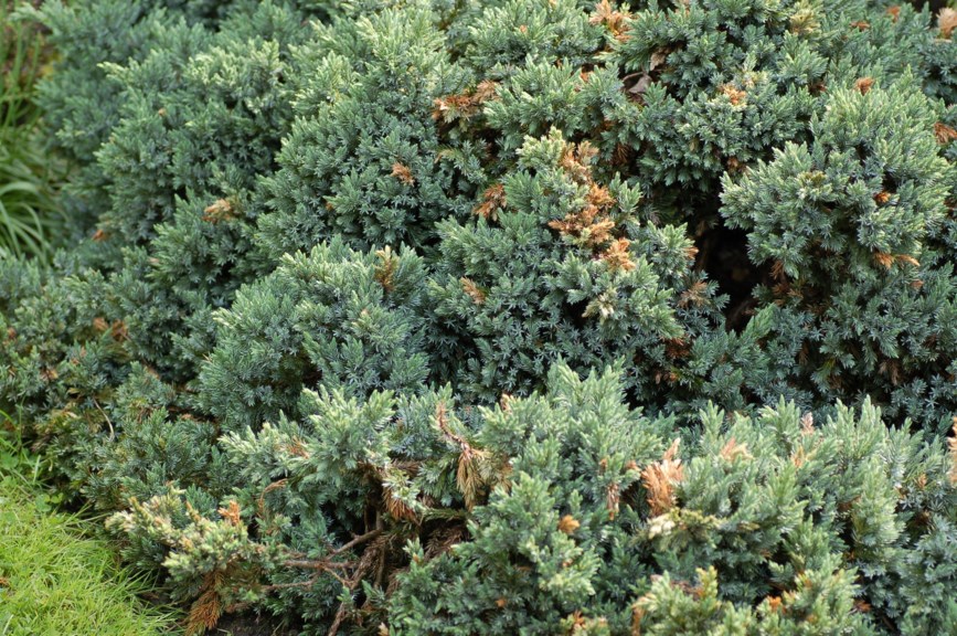 Juniperus squamata 'Blue Star' - Himalaiaeiner-kultivar