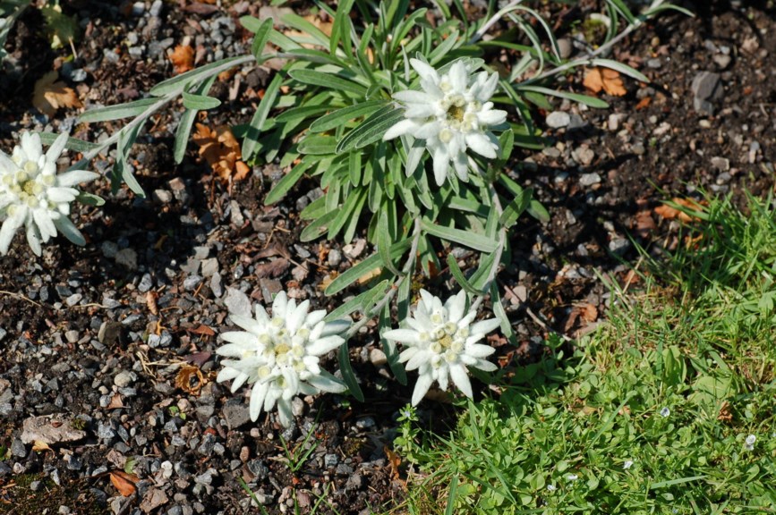 Leontopodium alpinum - Alpe-edelveis, Edelweiss, Følblom, Edelweiss, Fall Hawkbit