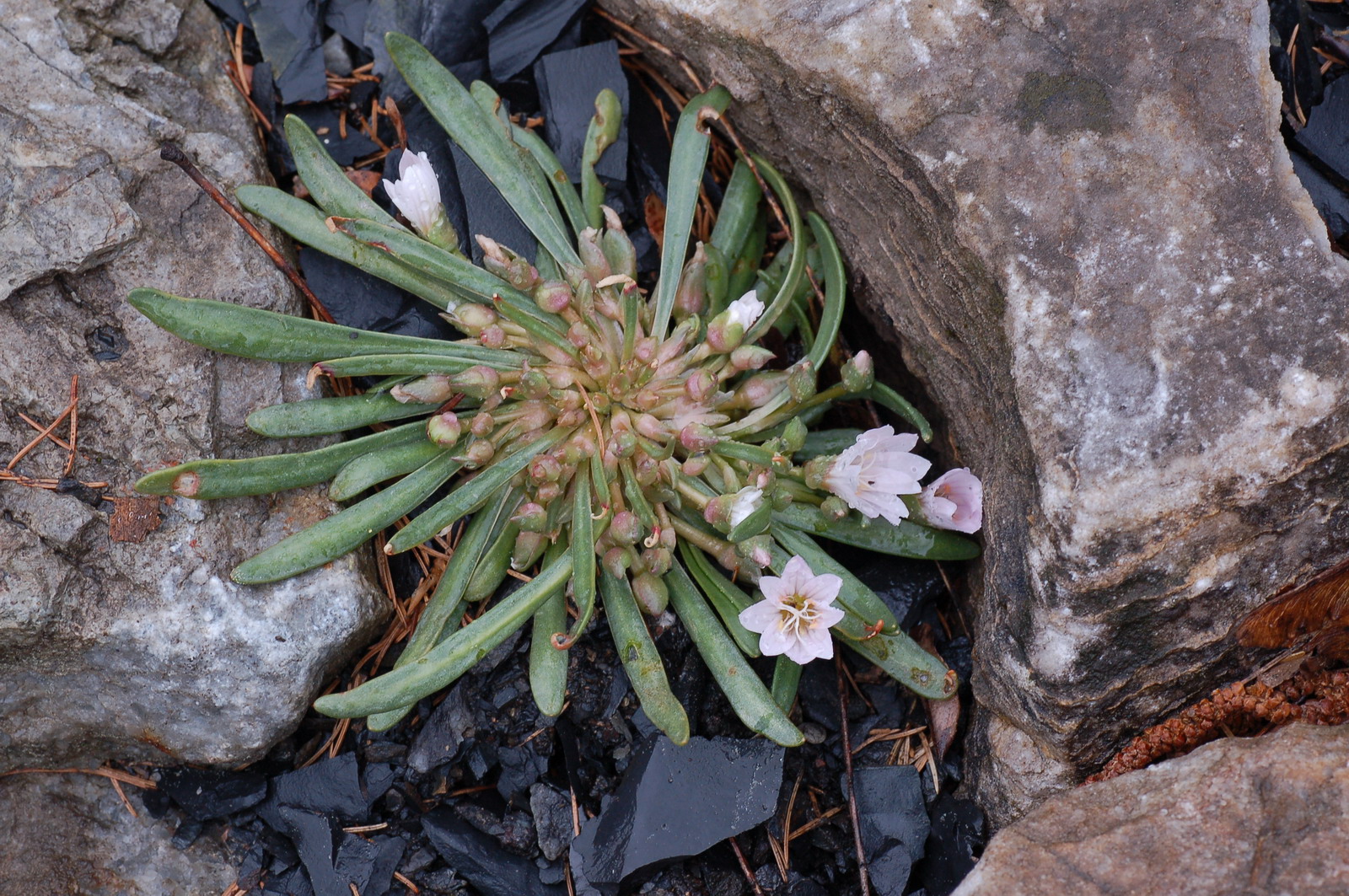 Lewisia nevadensis f. rosea