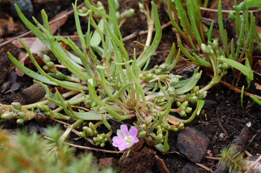 Lewisia pygmaea - Alpine lewisia