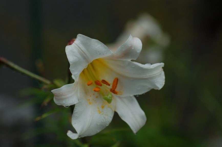 Lilium × centigale