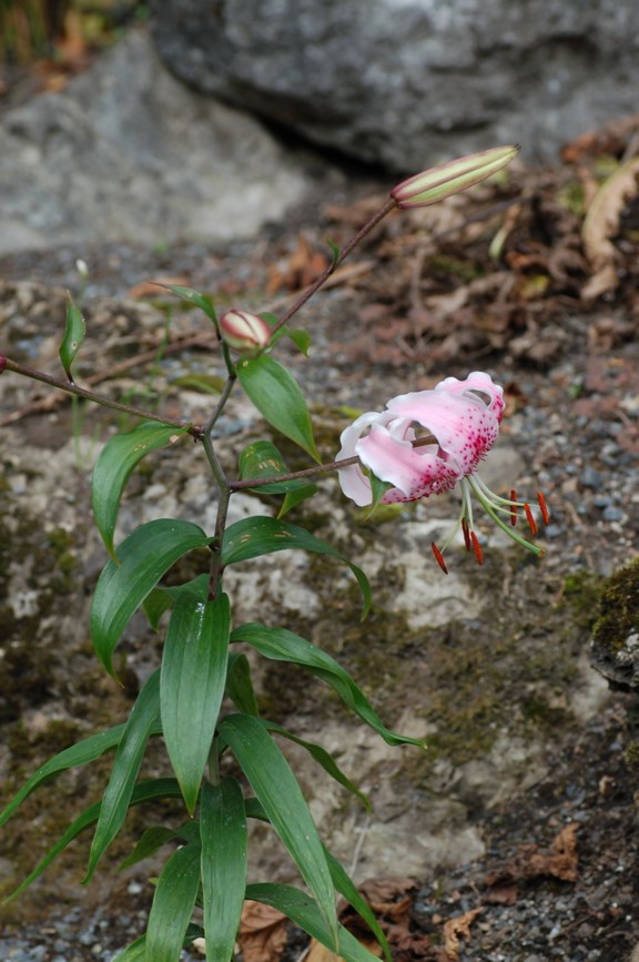 Lilium speciosum - Praktlilje, Japanese lily