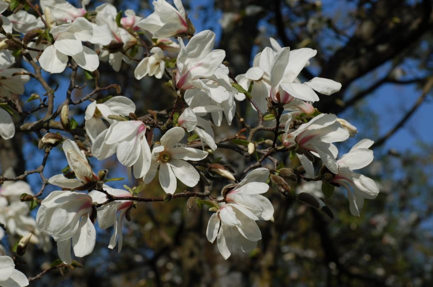 Magnolia kobus - Japanmagnolia, Snømagnolia, Kobus Magnolia