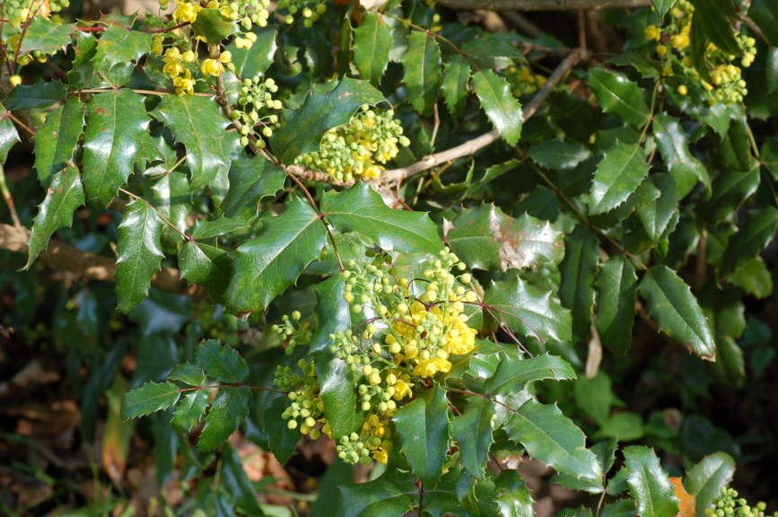 Mahonia aquifolium - Mahonie, Oregon Grape