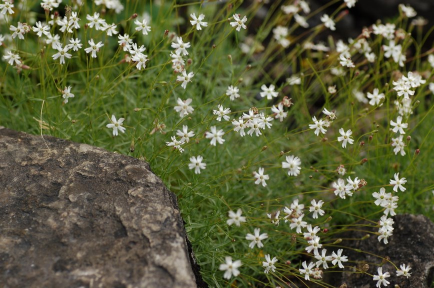 Minuartia laricifolia - Lerkearve