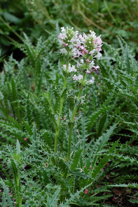 Morina longifolia - Himalayatistel, Whorl Flower