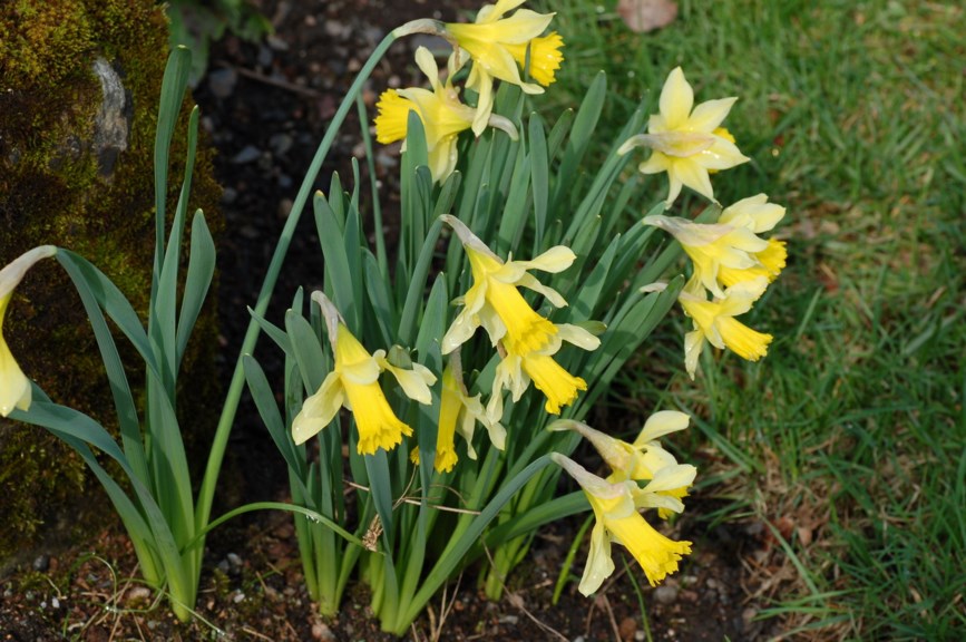 Narcissus pseudonarcissus - Påskelilje, Daffodil