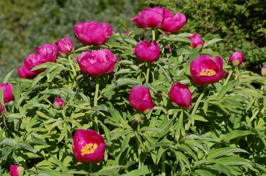 Paeonia officinalis subsp. officinalis - Klosterpeon, Common Paeony