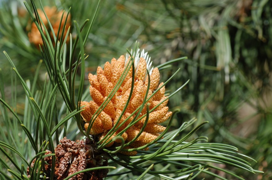Pinus heldreichii - Panserfuru, Palebark Pine
