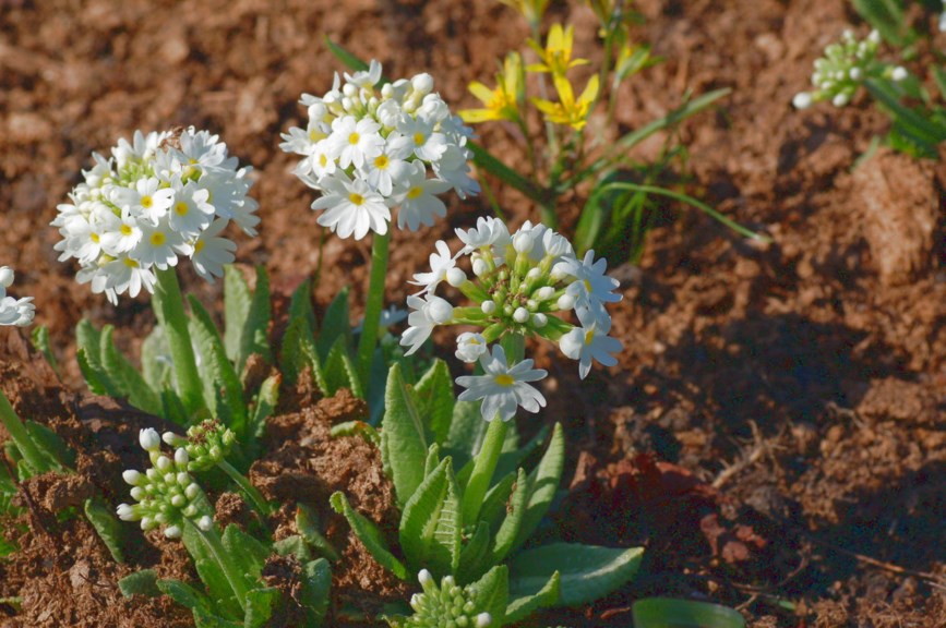 Primula denticulata 'Alba' - Kulenøkleblom-kultivar
