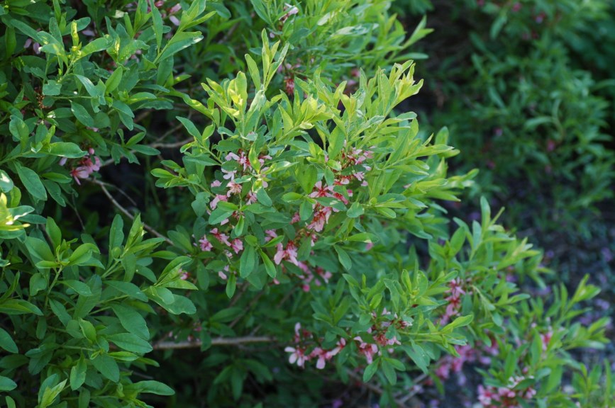 Prunus tenella - Dvergmandel