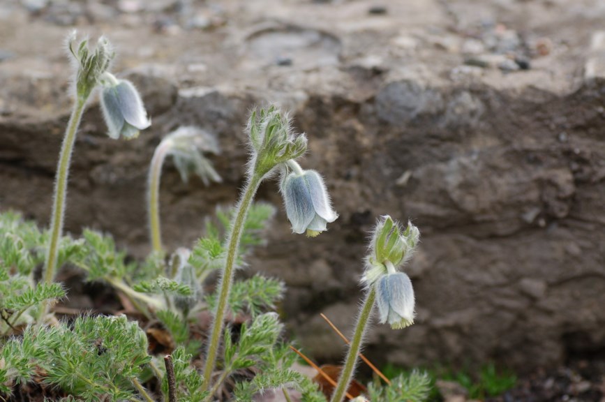 Pulsatilla albana - Caucasus Pasque Flower