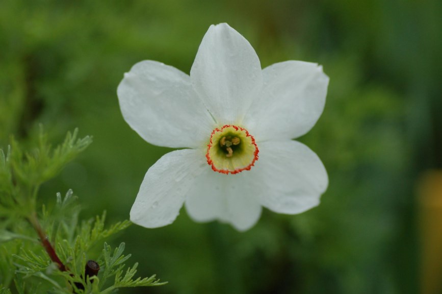 Narcissus poeticus - Pinselilje, Pheasant's-eye Daffodil