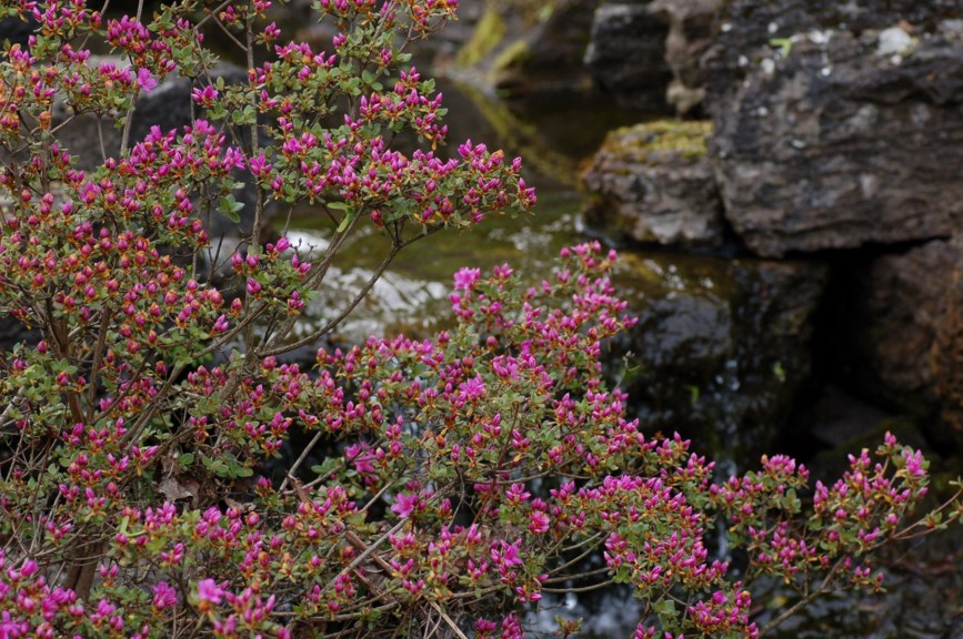 Rhododendron × obtusum