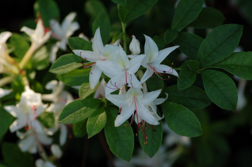 Rhododendron arborescens - Sweet Azalea