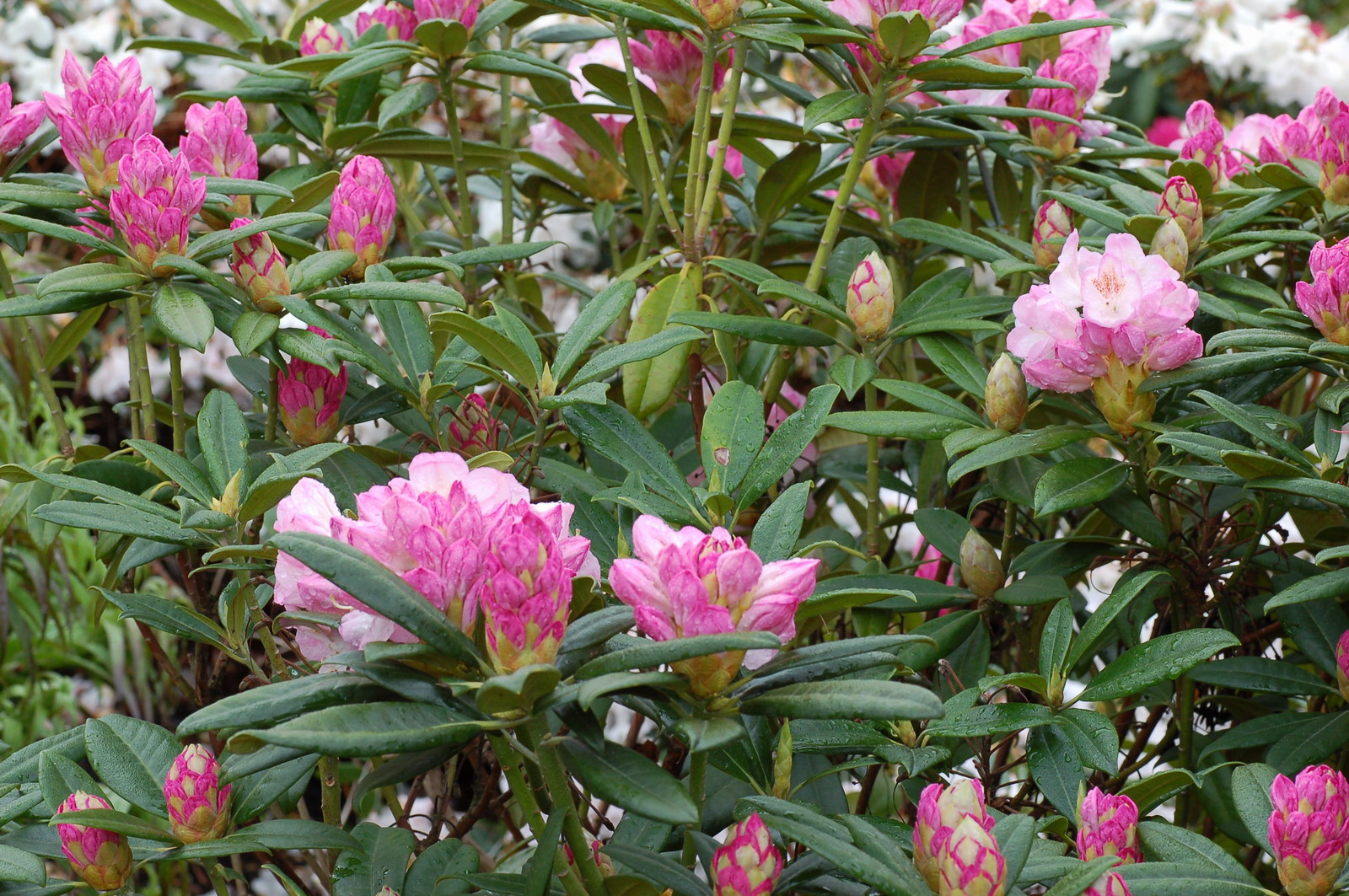 Rhododendron 'Birgitte'
