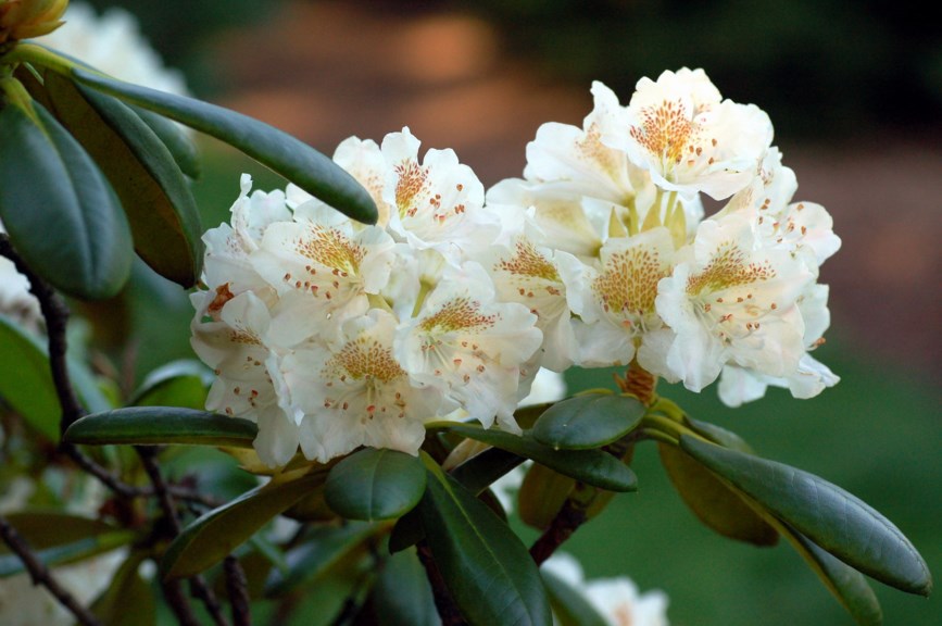 Rhododendron brachycarpum var. rufescens