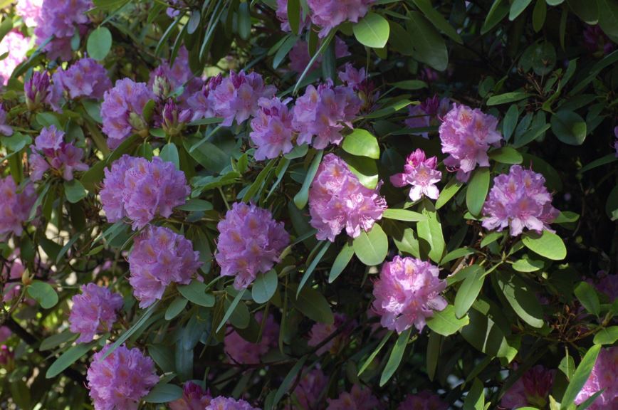Rhododendron catawbiense 'Grandiflorum' - Alperose-kultivar