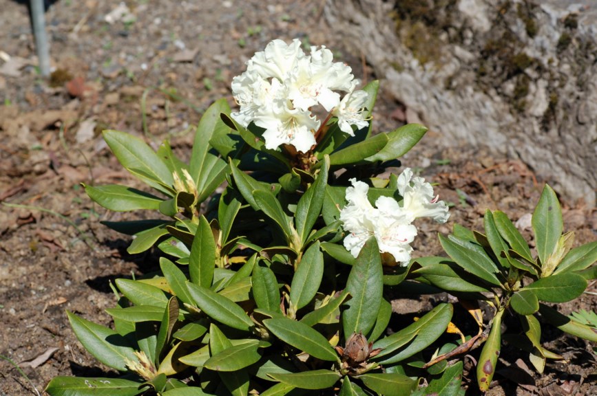 Rhododendron caucasicum - Kaukasusalperose