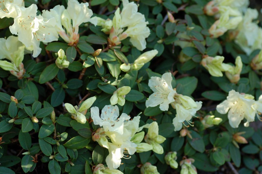 Rhododendron keiskei 'Minima'