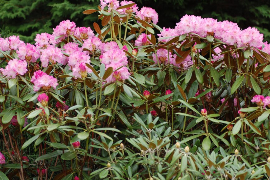 Rhododendron metternichii