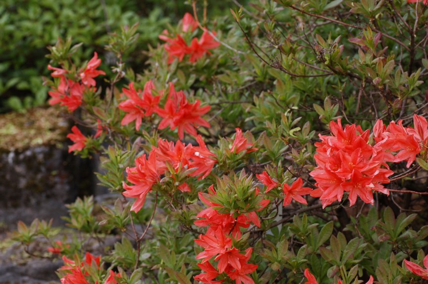 Rhododendron japonicum - Japanese Azalea
