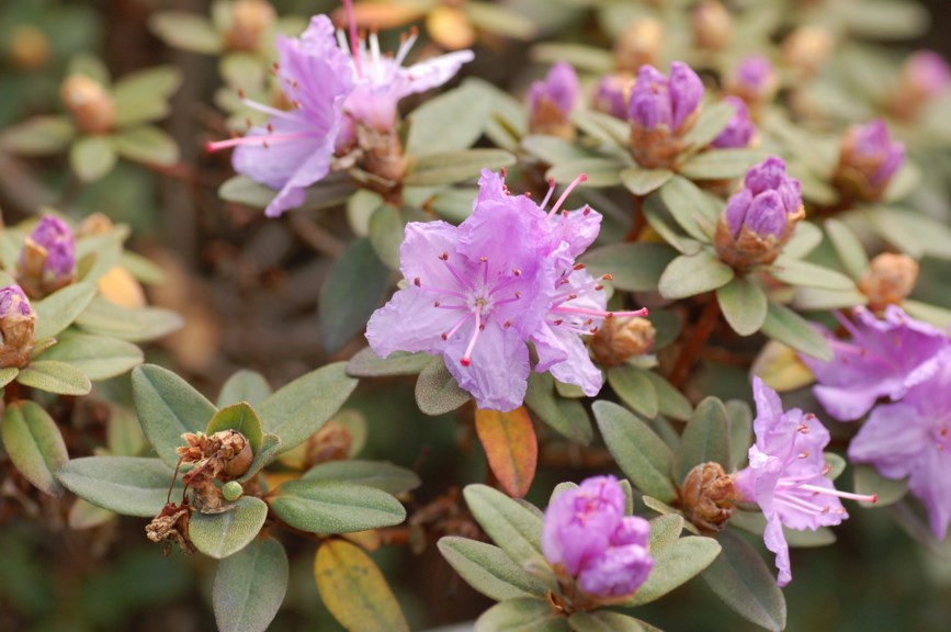 Rhododendron 'Ramapo'