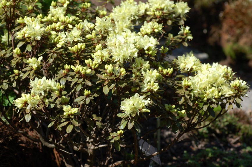 Rhododendron rupicola var. chryseum