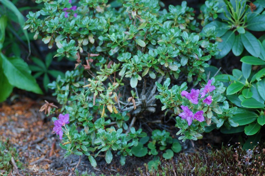 Rhododendron saluenense var. prostratum