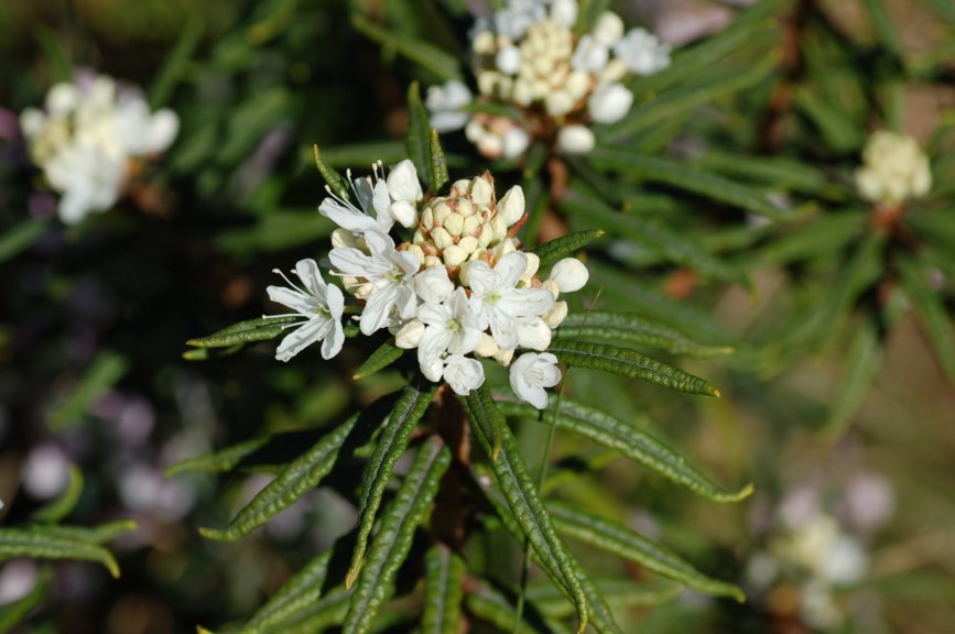 Rhododendron tomentosum - Finnmarkspors