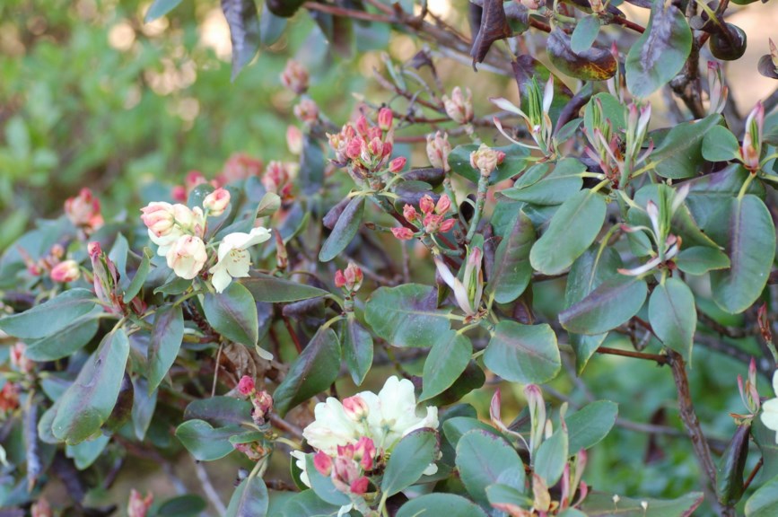 Rhododendron wardii