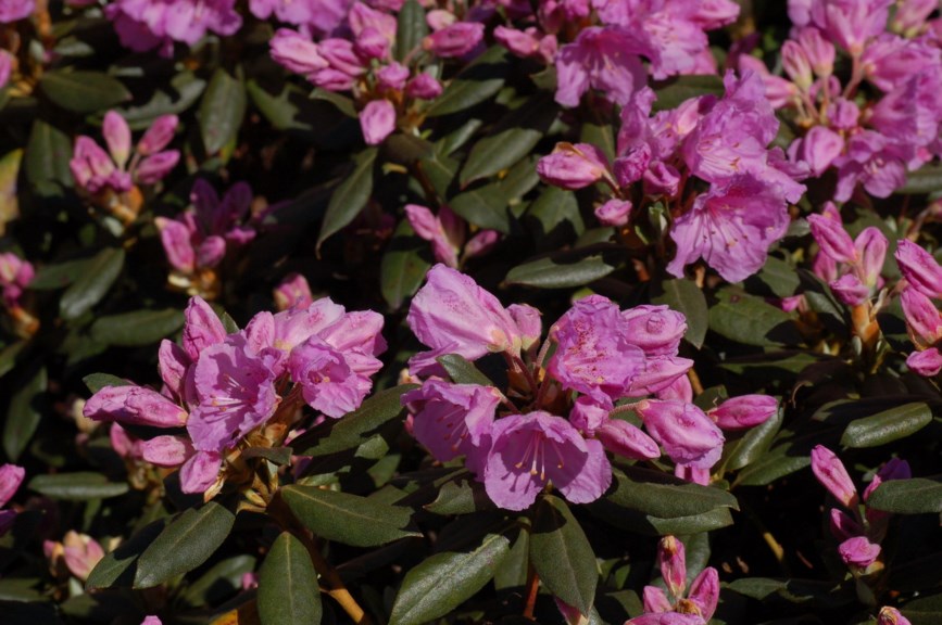 Rhododendron 'Wigeon'