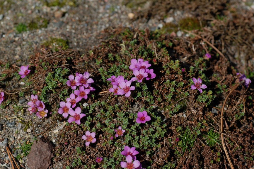 Saxifraga oppositifolia - Rødsildre, Purple Saxifraga